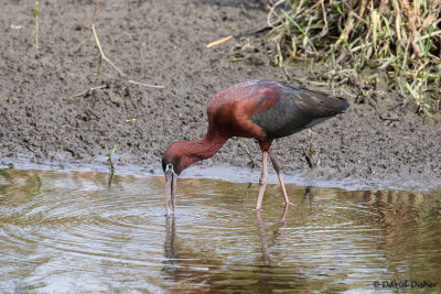 Glossy Ibis, Green Cay, Palm Beach, Fla