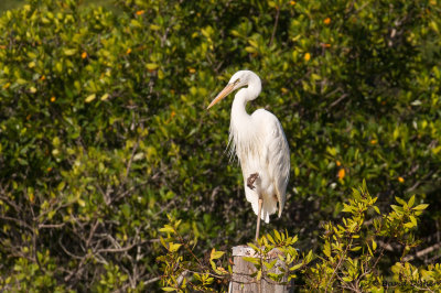 Great White Heron, Black Point Marina, Miami, Fla