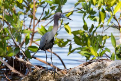Little Blue Heron, Black Point Park, Miami, Fla