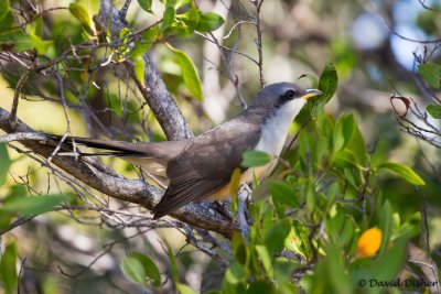 Mangrove Cuckoo, Black Point Park, Miami, Fla