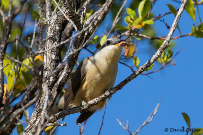Mangrove Cuckoo, Black Point Park, Miami, Fla