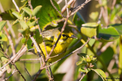 Prairie Warbler, Crandon Park, Miami, Fla