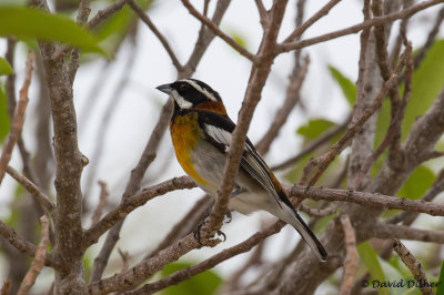 Western Spindalis (Black-backed), Windley Key, Fla 