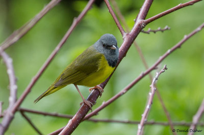 Mourning Warbler, Linn Cove Viaduct, BRP, NC