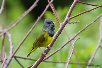 Mourning Warbler, Linn Cove Viaduct, BRP, NC