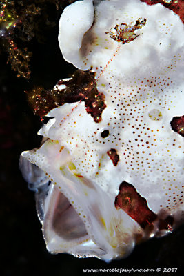 Big Frog Fish