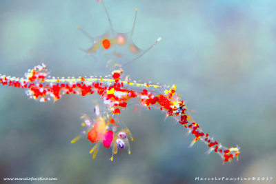 Ghost Pipe Fish