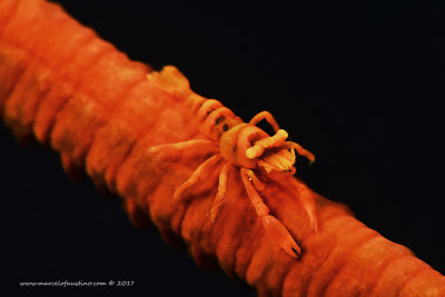Wire Shrimp