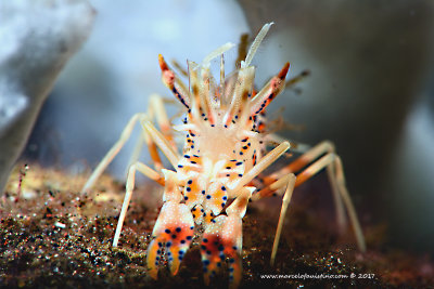 Tiger Shrimp