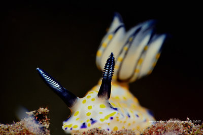 Nudi