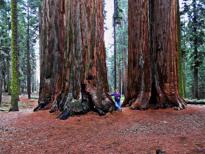 Sequoia National Park 