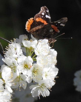 Red Admiral From the Side