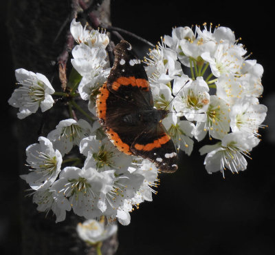 Red Admiral