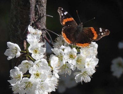 Red Admiral On Top