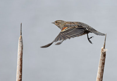 Young Red-winged Blackbird Hop