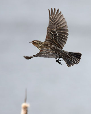 Immature Red-wing Flight