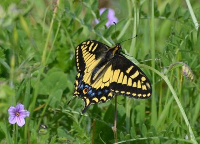 Anise Swallowtail Butterfly