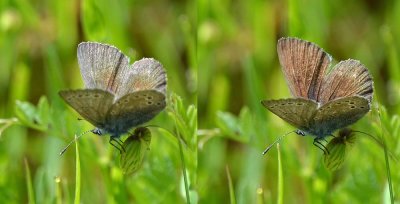 Same Butterfly - Blue to Brown