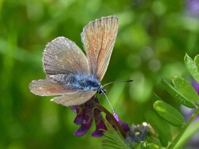 Silvery Blue Butterfly Back