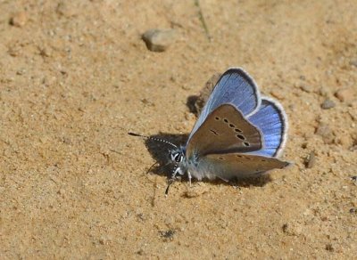 Beautiful Blue On Sand