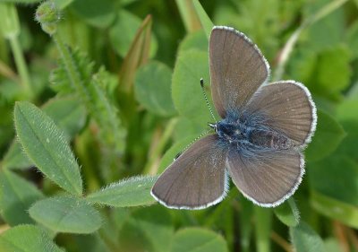 A Very Brown Silvery Blue Butterfly