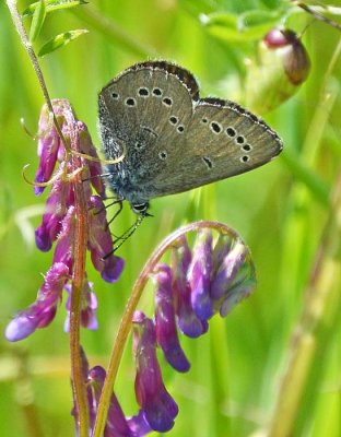 Silvery Blue on Vetch