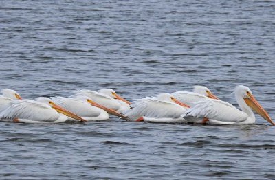 Seven White Pelicans