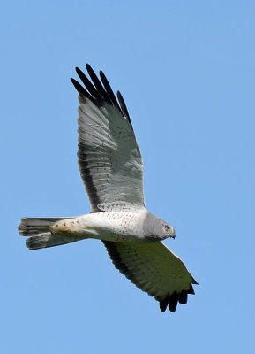 Male Northern Harrier Fly By
