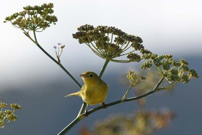 Yellow Warbler