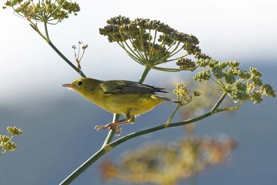 Backlit Yellow Warbler