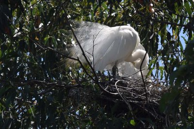 Grooming