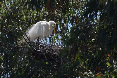 Standing In Nest