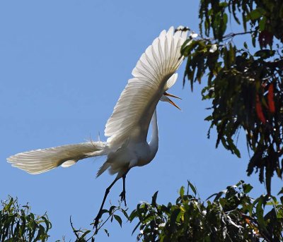 Almost At Nest
