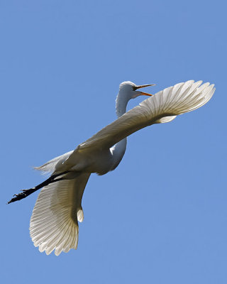Curve of the Wings