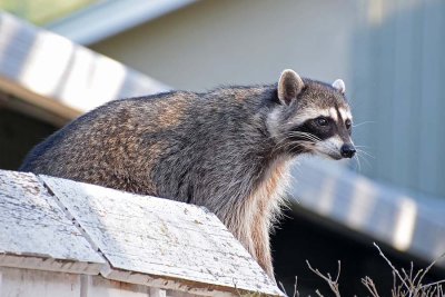 On Southern Fence