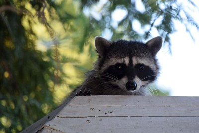 Peeking Over