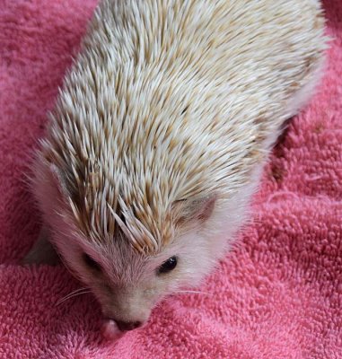 Hedgehog Tongue