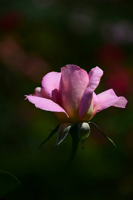 Pink Rosebud