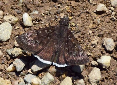 Mournful Duskywing