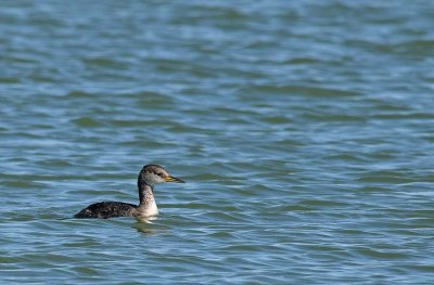First Year - Red-Necked Grebe