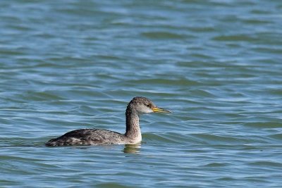 Red-Necked Grebe