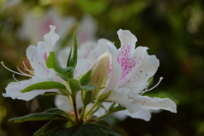 White Azalea