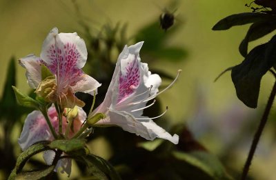 Bee Behind Azalea