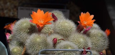 Orange Cactus Flowers