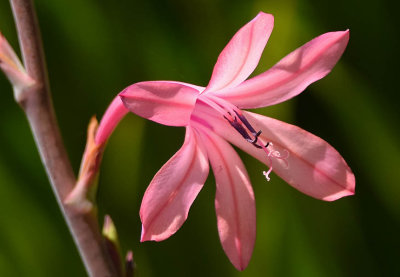 Pink Star Flower CloseUp