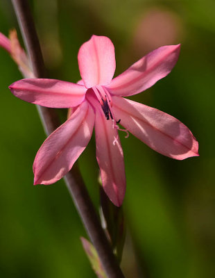 Pink Star Flower