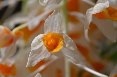 Closeup of Orchids