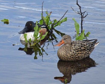 Boy and Girl Shovelers