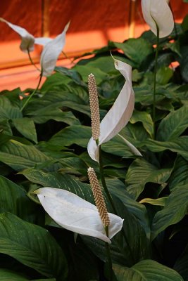 White Anthurium