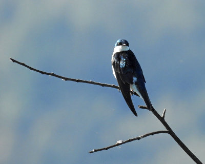 Tree Swallow Watching Me